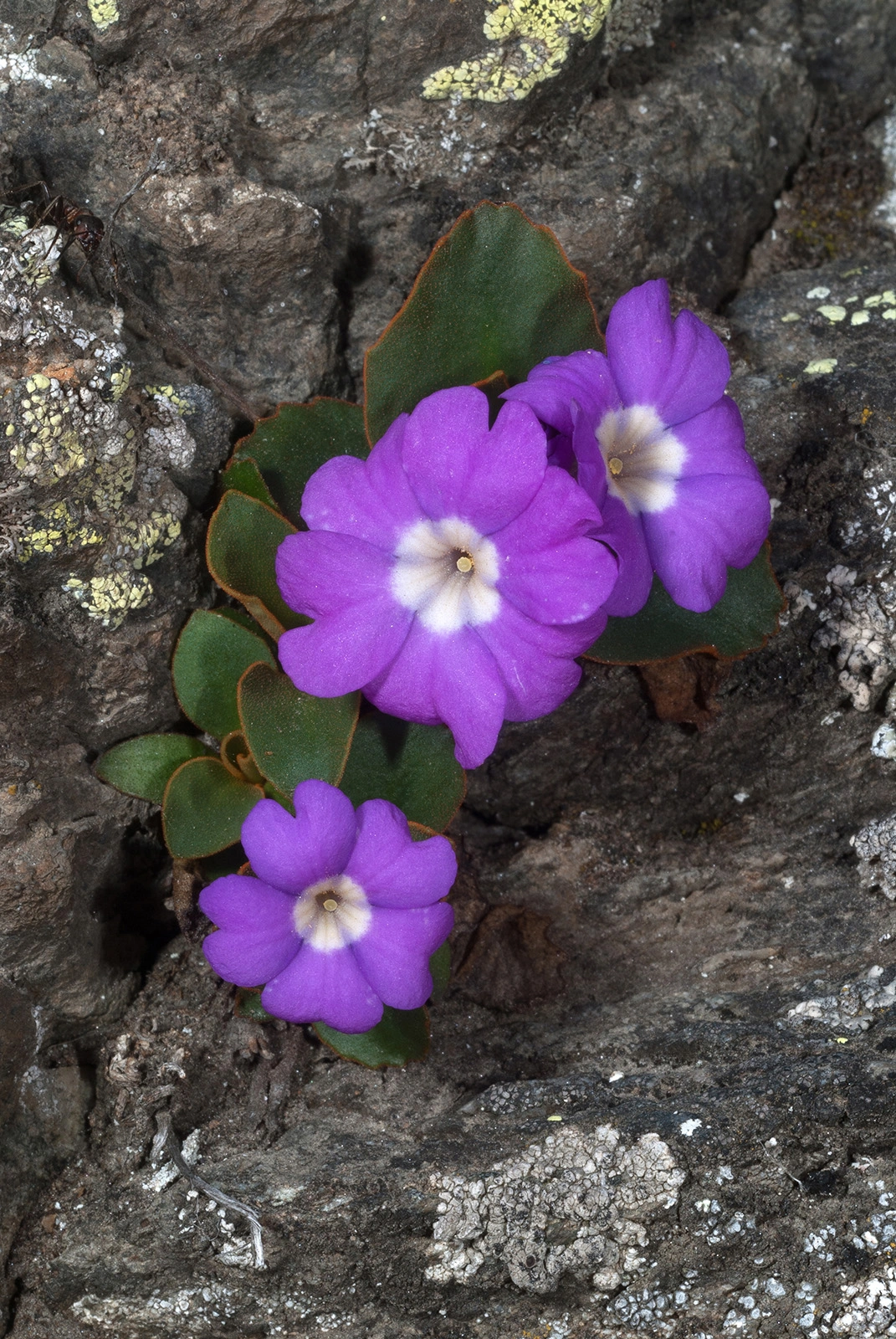 Photo Maurizio Broglio - Primula pedemontana